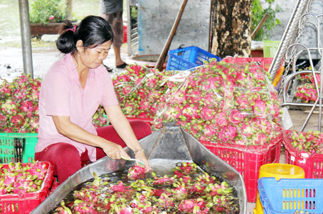 Nông sản không thể chờ giải cứu mãi