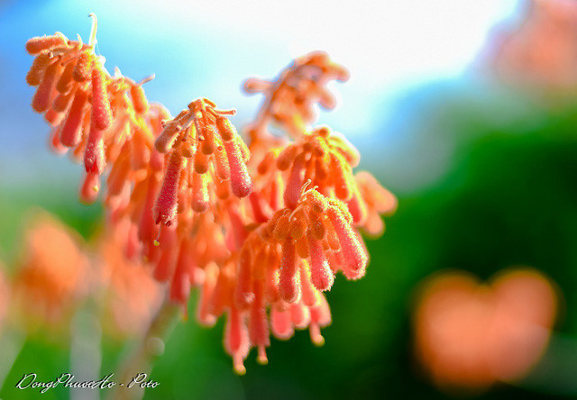 Some images of vibrant firmiana simplex flowers