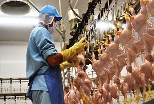 More and more businesses are exporting livestock and poultry meat. (Photo: VNA)