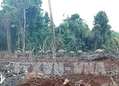 Wild elephants destroyed a vast area of local crops. (Photo: VNA)