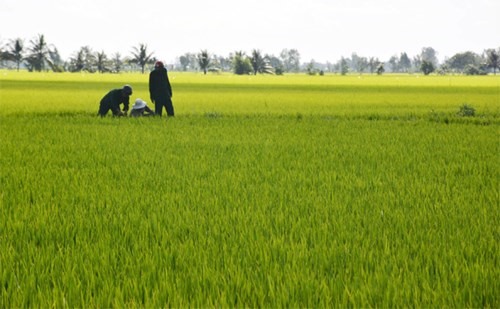 A large-scale rice field in Đồng Nai Province’s Trảng Bom District. – Photo dnrtv.org.vn  Read more at http://vietnamnews.vn/society/463064/farmers-pleased-as-dong-nai-encourages-large-scale-fields-co-operatives.html#rdGEuozL6zOMplQY.99