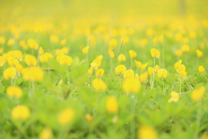 The best time to see the flowers in full bloom is between 9am and 1pm