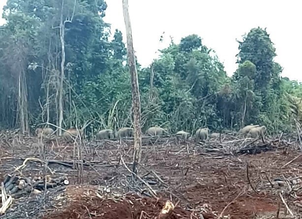 Dong Nai needs more electric fence to protect residents' fields
