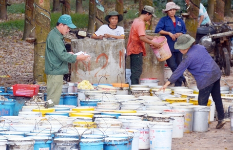 Kiểm tra mủ cao su tại Nông trường cao su Long Thành.