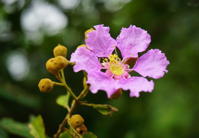  Purple crape myrtle belongs to the lagerstroemia family with thinner petals than others.