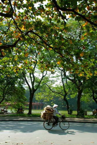 Leaves turn red during autumn. Streets filled with yellow leaves mark the end of summer. Wandering through the streets of Phan Dinh Phung, Tran Phu, Ngo Quyen, or Hoang Dieu is a lovely way to experience Hanoi’s autumn