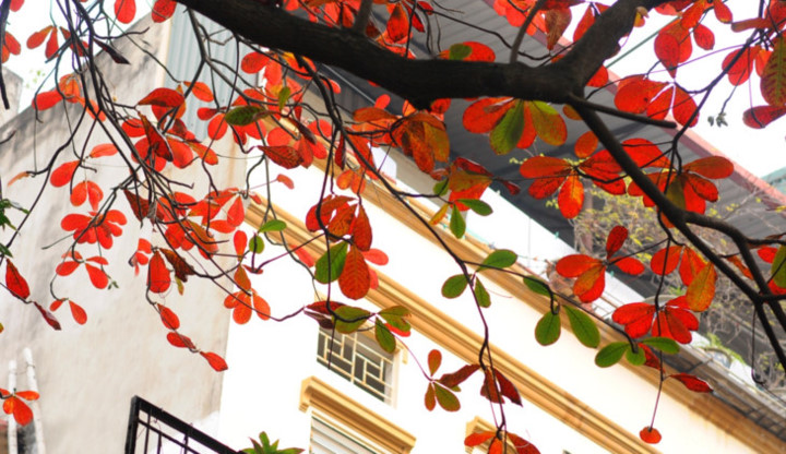  Clouds of red terminalia catappa make the streets look romantic