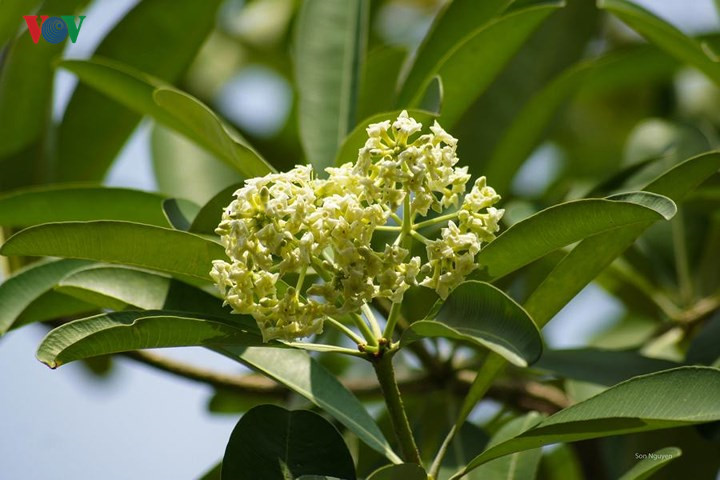      The pleasant blooms of alstonia scholaris are one of the most popular flowers in autumnal Hanoi.