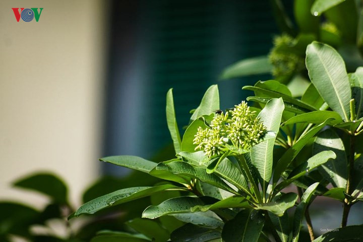   Alstonia scholaris flowers are mentioned in many songs about autumn in Hanoi, recalling the romance of the capital city.