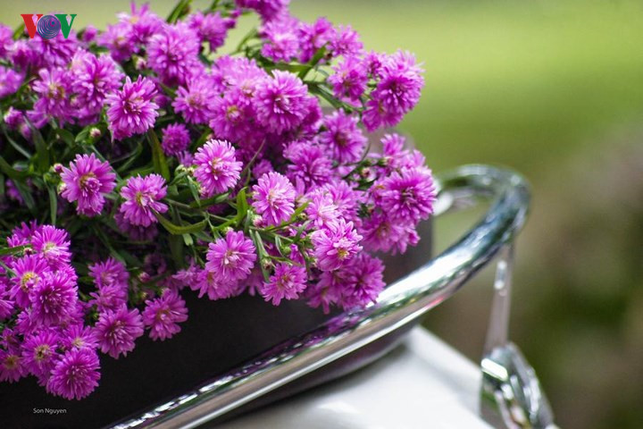   Purple asteraceae flowers