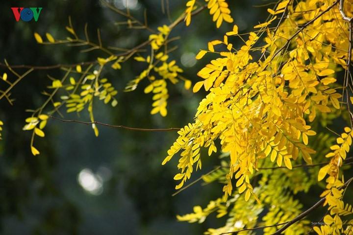     Scenic views of golden-yellow foliage of Hanoi