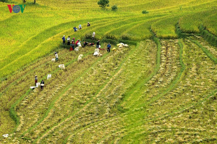   The mountain sloped have been carefully formed into terraced fields thanks to the hard work of locals.