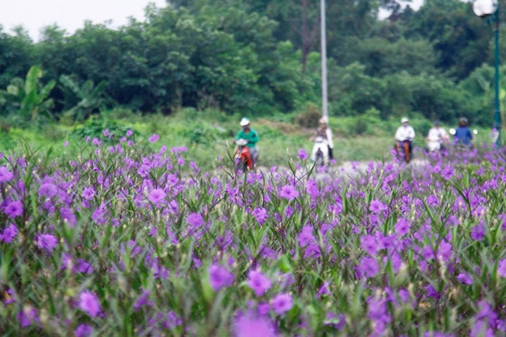 The purple flowers prettify the area for residents and wildlife alike.