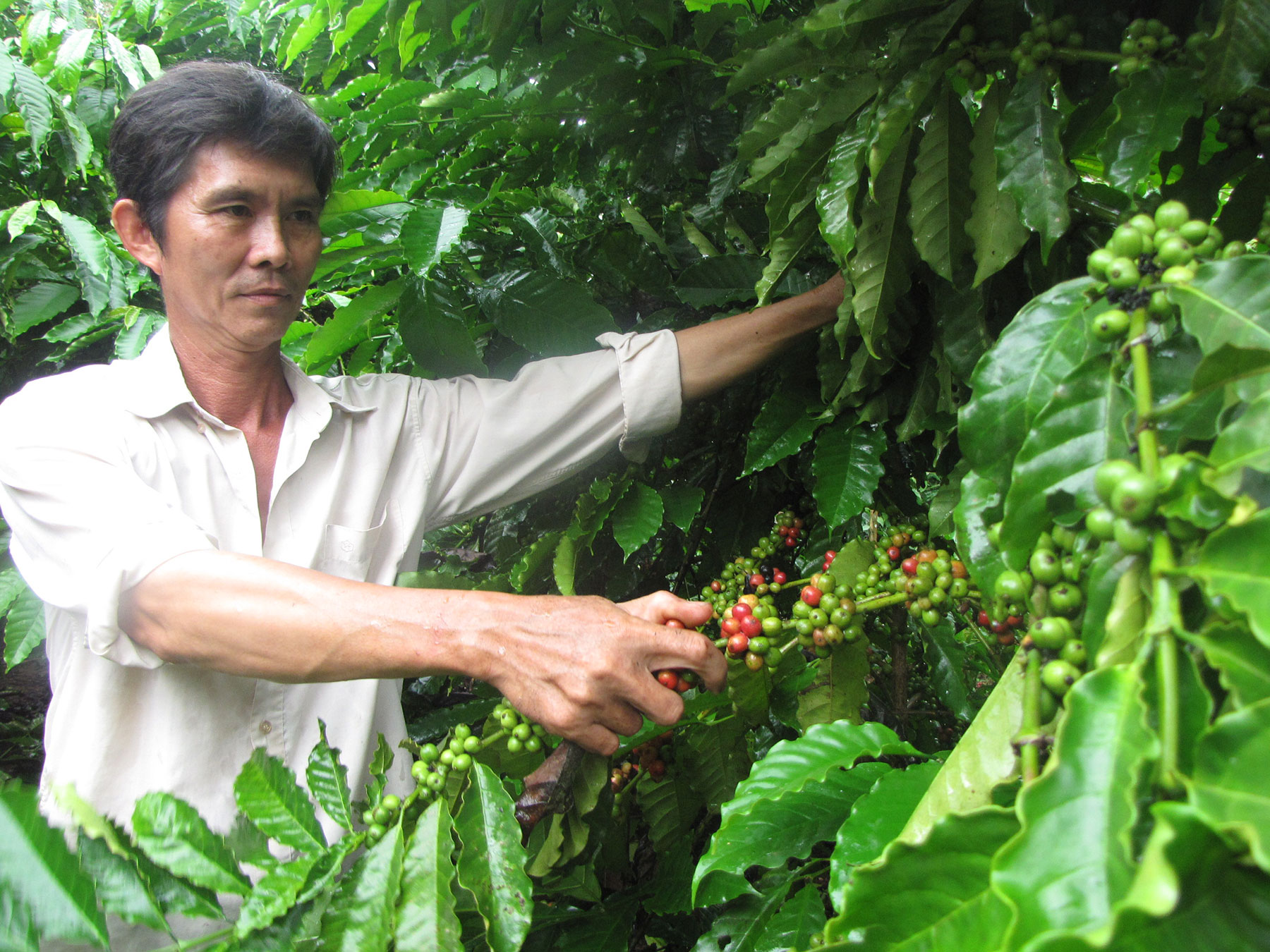 Coffee exports earn $328 mln in first 9 months