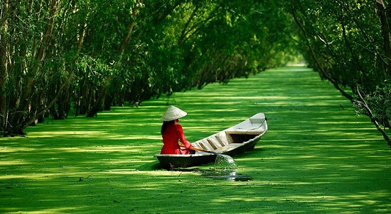 A mangrove swamp in the Mekong Delta in Vienam.