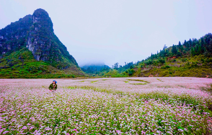 Buckwheat flowers are now in full bloom on the mountain slope of Pho La commune, Dong Van district.