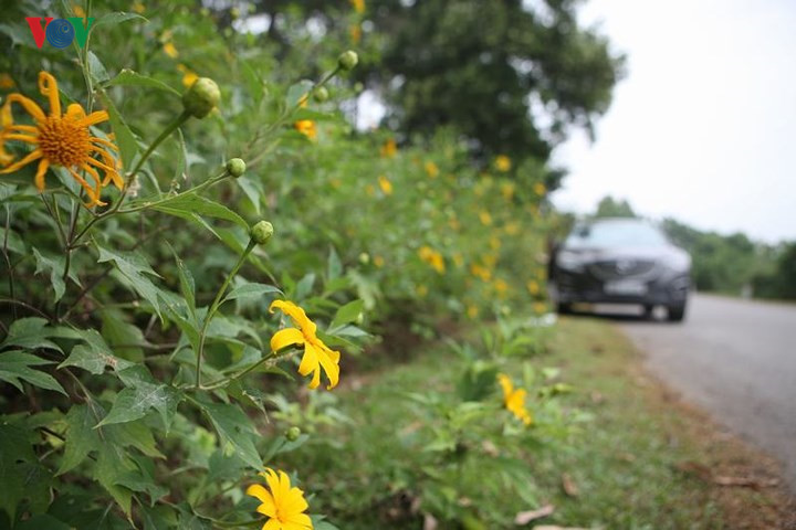     Wild sunflowers are in full bloom at roadside.