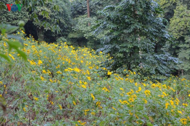   Wild sunflowers are in blossom on hillsides. 