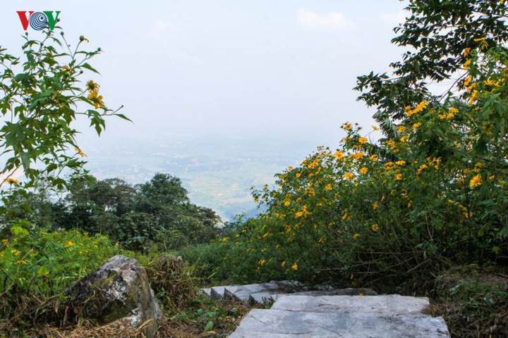     Spectacular view of the natural landscape from the peak of the wild sunflower hill.
