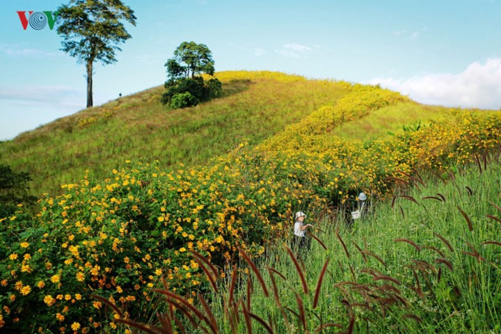 The extinct Chu Dang Ya volcano has been dubbed “the Heaven of Wild Sunflower”.