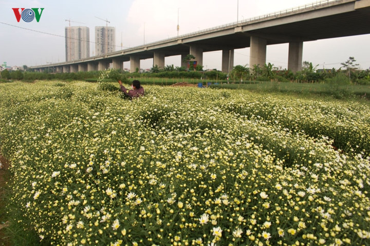   Gardeners say these flowers will flood Hanoi’s street in the next 5-7 days.