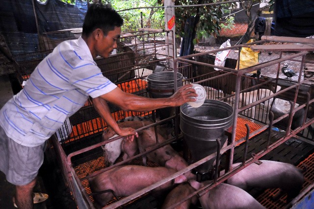 A pig farm in Đồng Nai Province. - Photo tuoitre.vn  Read more at http://vietnamnews.vn/society/481083/dong-nai-to-spend-billions-on-preventing-deadly-pig-disease.html#UQl8ocGoBTVCTl43.99