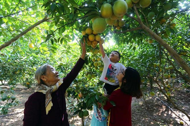 Orchards in Bac Giang attract visitors
