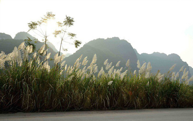   Visitors can bask in scenic views of grass flowers in the Bai Dinh pagoda or Hoa Lu cave area. 