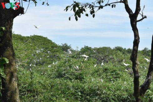 The storks in Bang Lang garden is most crowded during their reproductive season from August to January of the lunar calendar (Photo: Lan Anh)