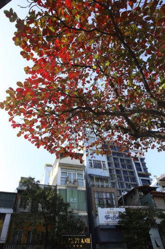 Red and green foliage intermingle in the sun on Ton Duc Thang Street.