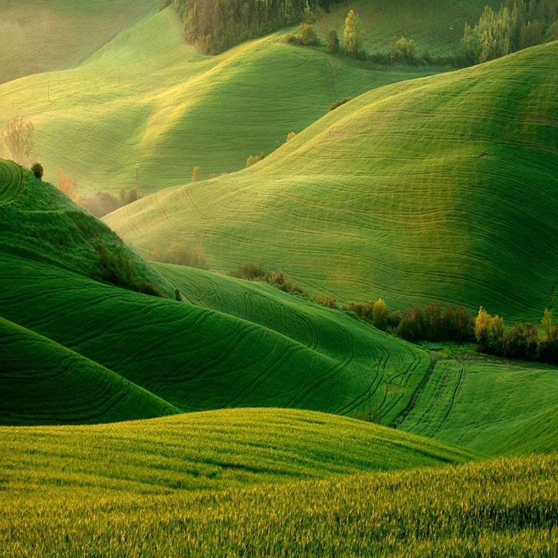 Green Hillside Fields, Torre a Castello, Italy