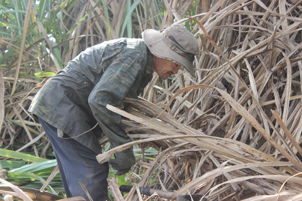 Niên vụ năm nay, nông dân trồng mía thua lỗ do giá mía thấp nhất trong nhiều năm trở lại đây. Ảnh: Thu hoạch mía tại huyện Định Quán.