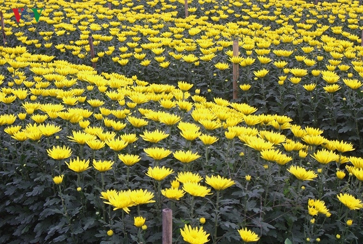   Rows of daisies blooming in Tay Tuu village