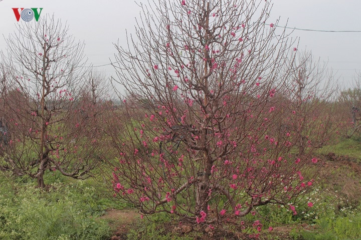   With just over one month before the Lunar New Year (Tet) festival, many peach blossoms bloom early in Tay Tuu flower village.