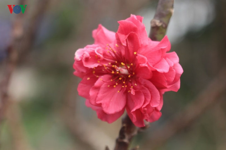   The That Thon peach blossoms are red with each diameter of blooming petal reaching 4-5cm. Some flowers can grow up to 30-50 petals.