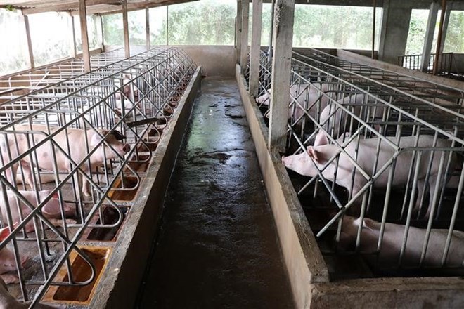 A pig farm in Bac Lieu province (Photo: VNA)