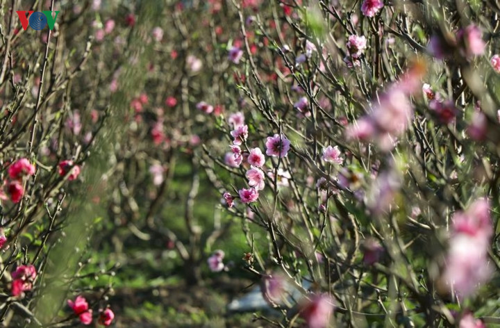   Some peach blossoms are already in full bloom despite Tet being two weeks ahead