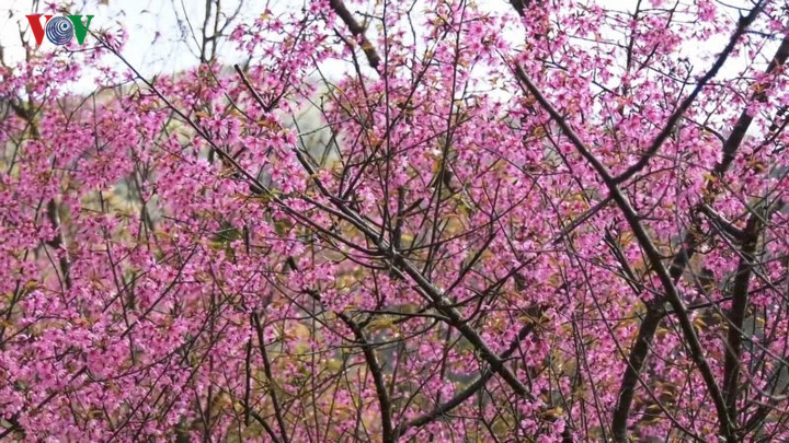   Prunus cerasoides is believed to represent good news happening to people and families.