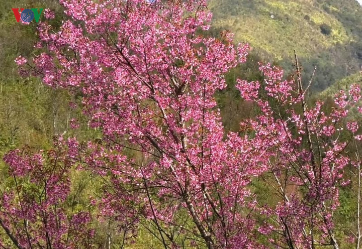   Prunus cerasoides  are in full bloom in several communes such as Nam Khat, Pung Luong, De Xu Phinh, Lao Chai, especially in La Pan Tan commune.