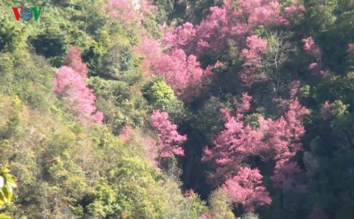   Prunus cerasoides is a special symbol of Mu Cang Chai district.