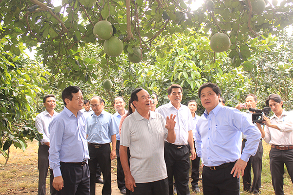 Thứ trưởng Bộ Nông nghiệp - phát triển nông thôn Trần Thanh Nam (áo sơ mi xanh bìa phải) thăm vườn bưởi da xanh của nông dân Phan Văn Dẫu (huyện Trảng Bom)