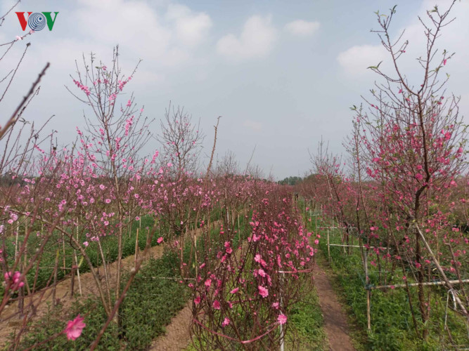   The village’s peach trees are currently in full bloom. From afar, visitors can view the reddish pink shade of peach petal canopies covering the garden despite the cold weather.