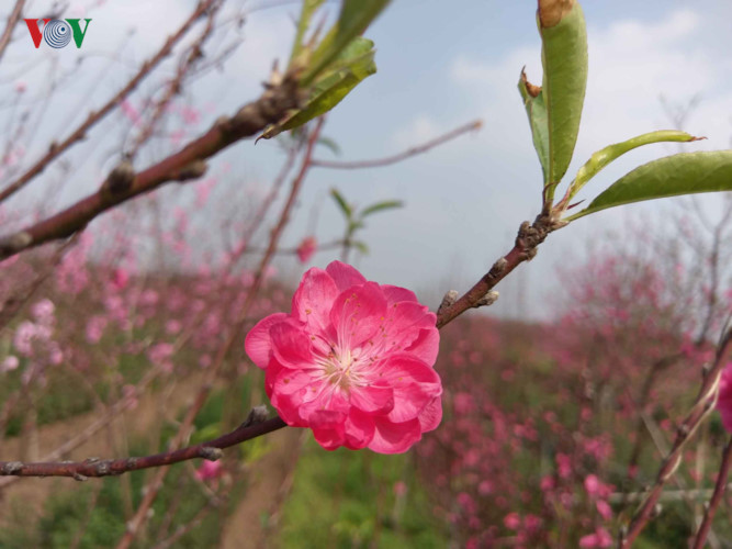   A peach blossom opens its petals ready for pollination. For Hanoians, peach blossoms are symbolic of a peaceful and wealthy life.