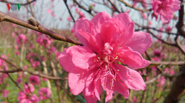   The sight of peach blossoms signal the arrival of a new spring.
