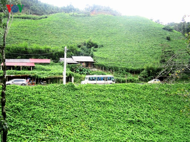   Large chayote trees have been cultivated by locals at the foot of the O Quy Ho pass for many years.