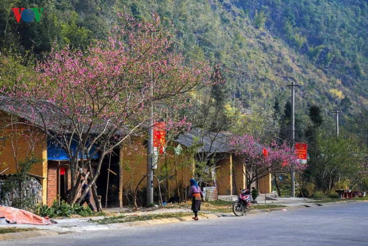   The stunning landscapes on display across Ha Giang in the early days of the Lunar New Year often attract a large number of visitors. During the early spring, the winding roads throughout Quan Ba, Yen Minh, Dong Van, and Meo Vac districts are covered with flowers.