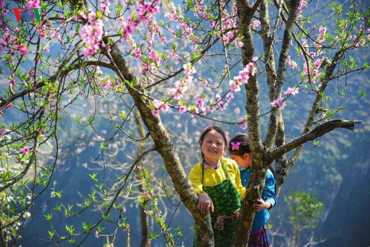   Peach blossoms, widely considered the symbol of spring, are in full bloom nestled among majestic mountains.