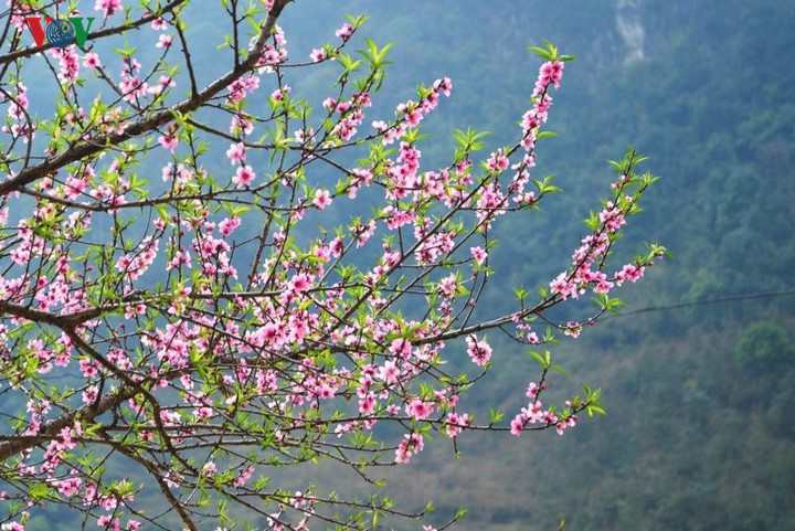   The petals of peach trees in Ha Giang are thick.