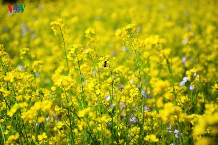   Vast fields of yellow mustard flowers