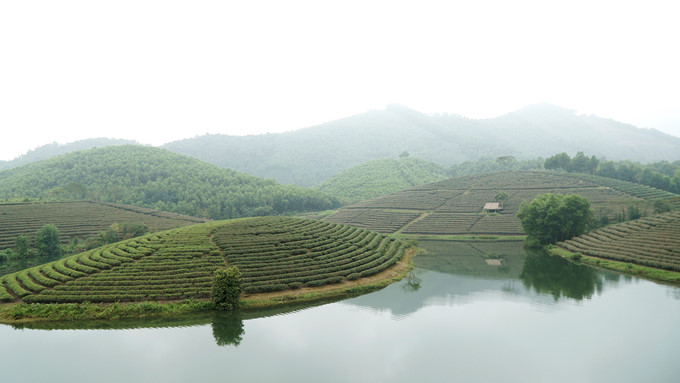 Located on theHo Chi Minh road close to the border area with Laos and 50km away from Vinh city, the Thanh Chuong tea hills are surrounded by water. Currently, nearly 200 households in the area have planted tea across 400 hectares.